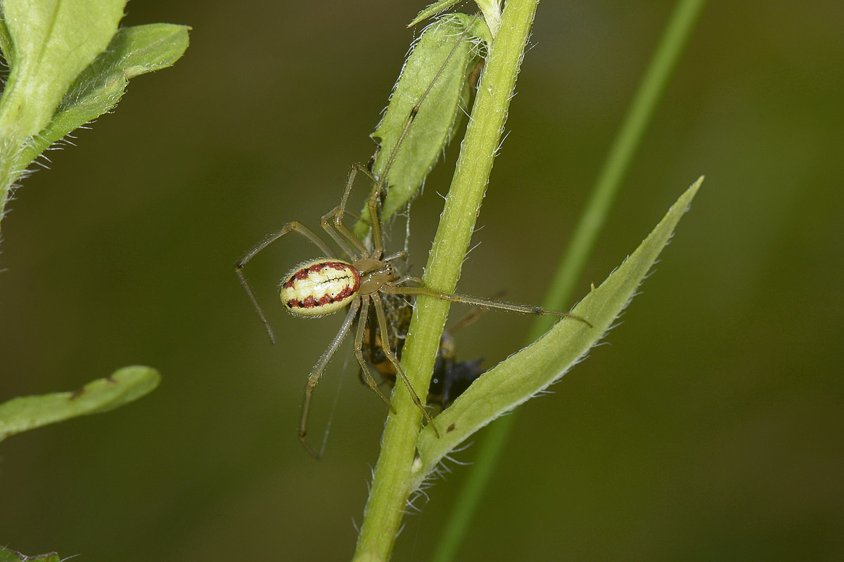 Pachytodes erraticus: 